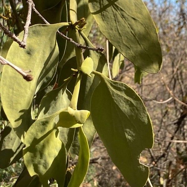 Phoradendron velutinum