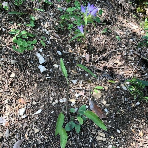 Campanula glomerata ശീലം