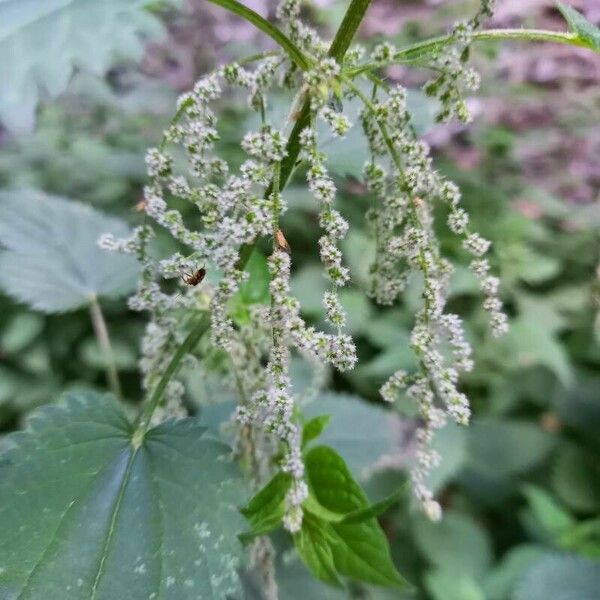 Urtica dioica Blomst