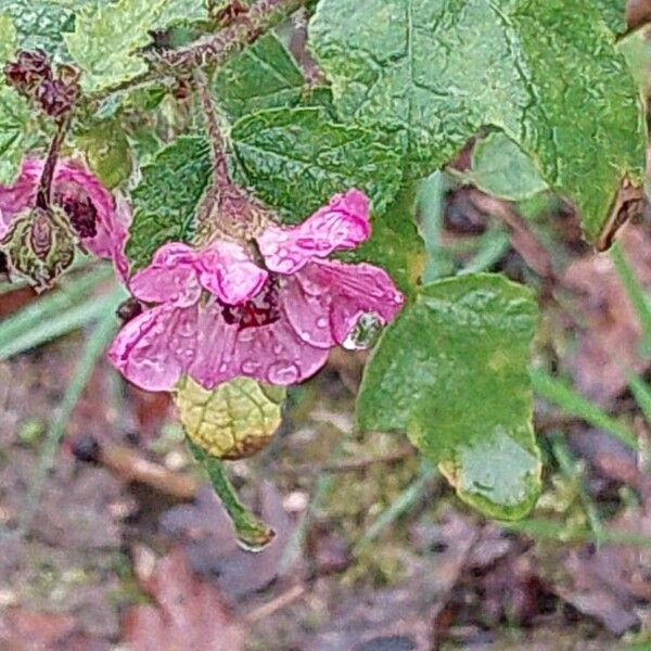 Anisodontea capensis Kwiat