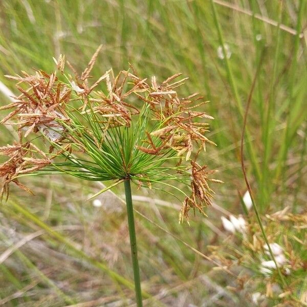 Cyperus haspan Virág