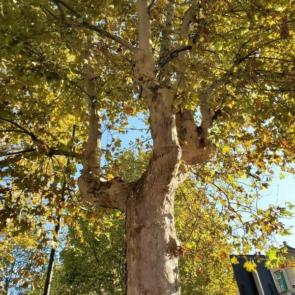 Platanus orientalis Habit