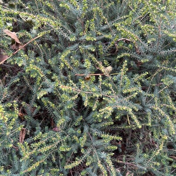 Erica carnea Hoja