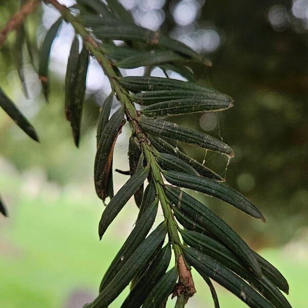 Taxus brevifolia Hoja