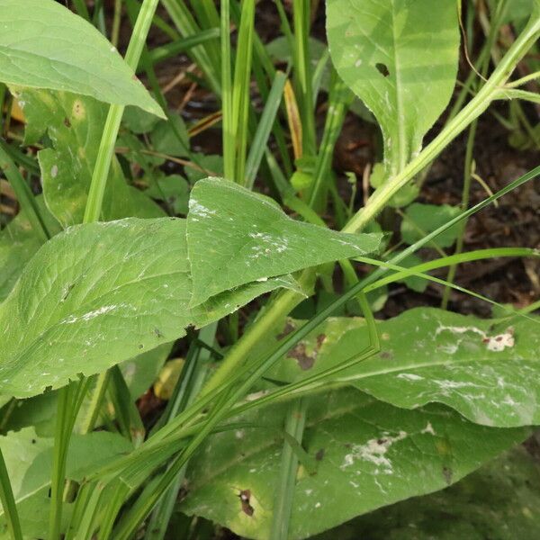 Symphytum officinale Leaf