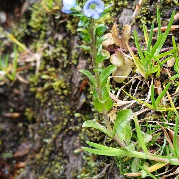 Veronica serpyllifolia फूल