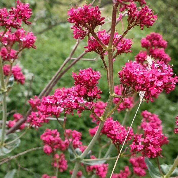 Centranthus ruber Bloem