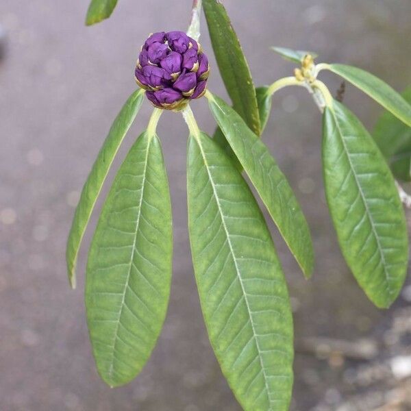 Rhododendron niveum Feuille