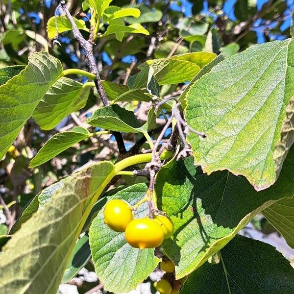 Ehretia dicksonii Folha