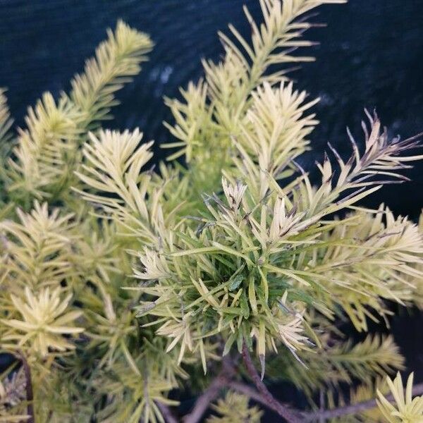 Melaleuca bracteata Blad