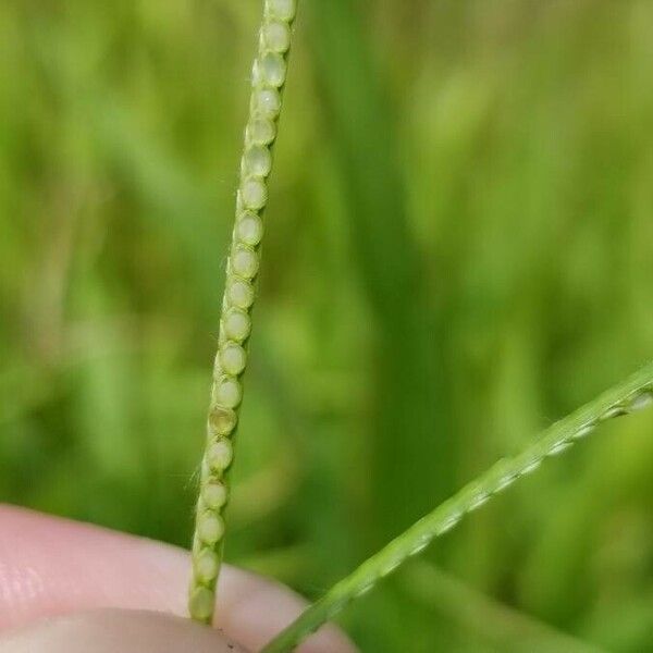 Paspalum conjugatum Blüte