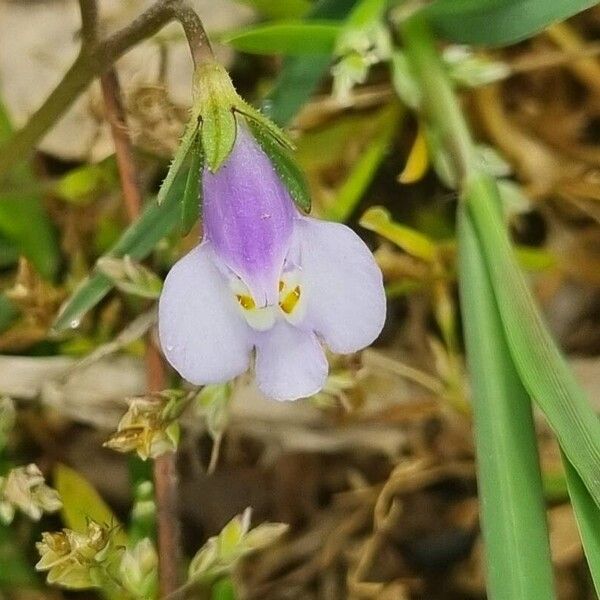 Mazus pumilus Λουλούδι