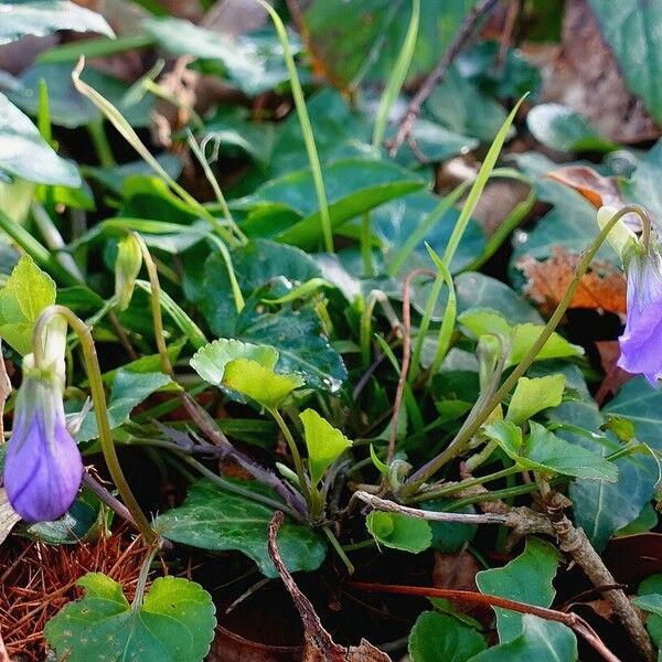 Viola riviniana 整株植物