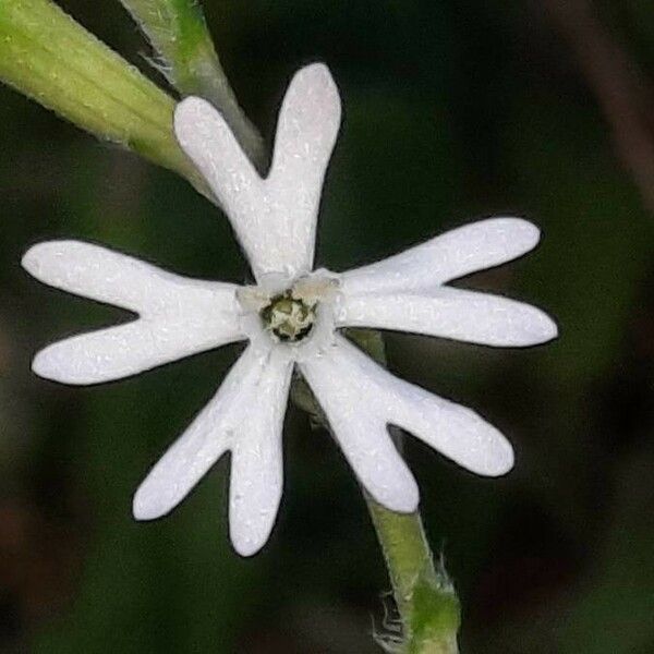 Silene nocturna Flor