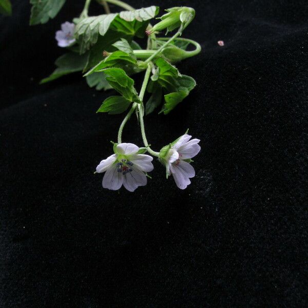 Geranium nepalense Habit