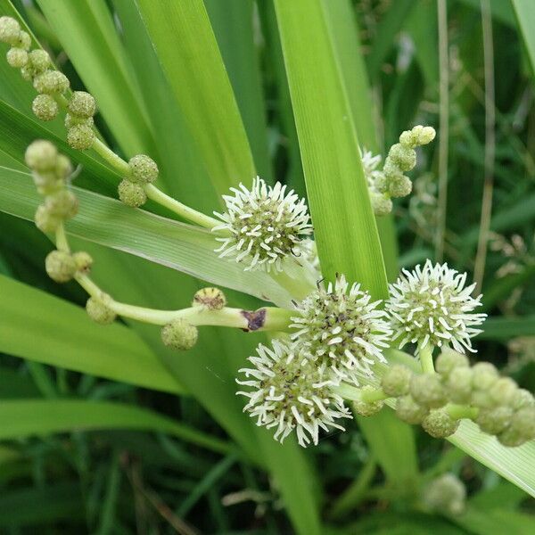 Sparganium erectum പുഷ്പം