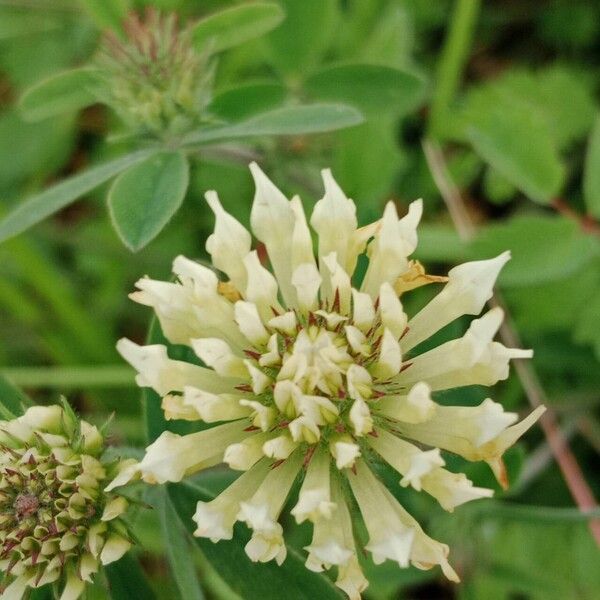 Trifolium ochroleucon Flower