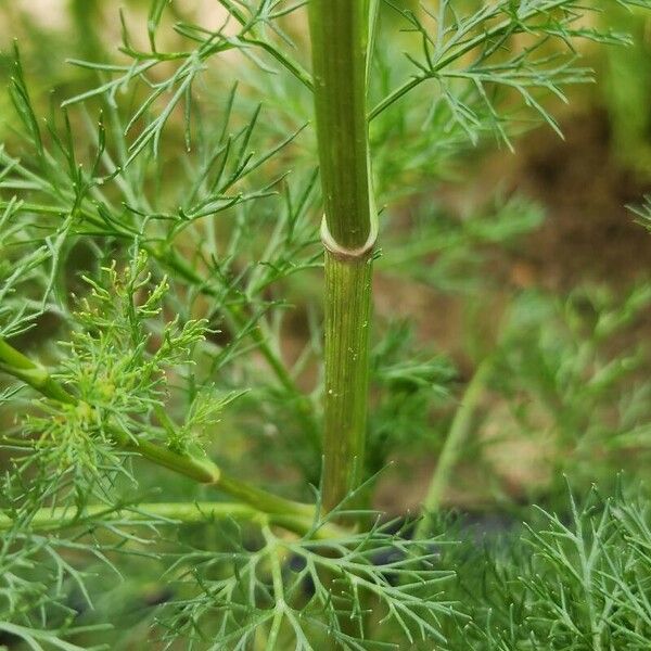 Trachyspermum ammi Rusca