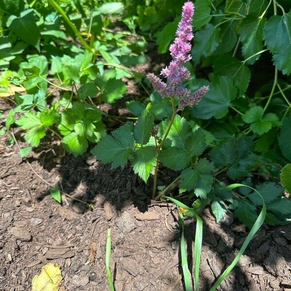 Spiraea tomentosa Fuelha