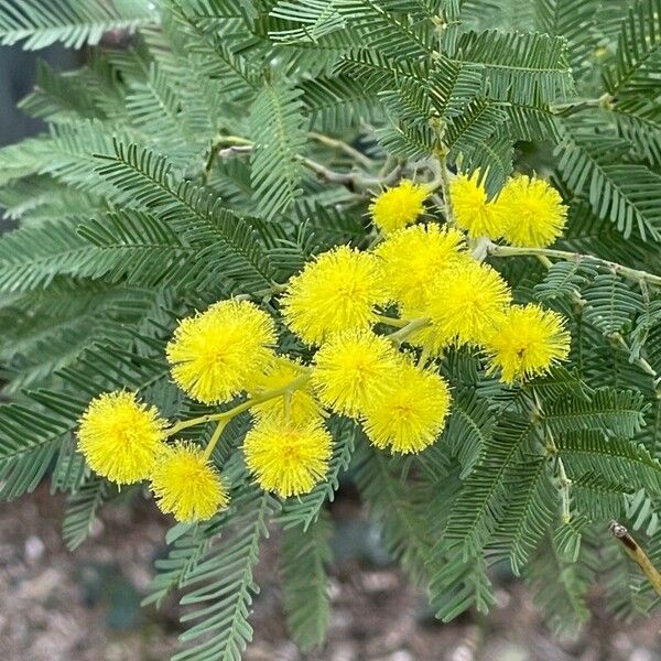 Acacia decurrens Квітка