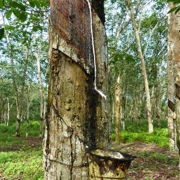 Hevea brasiliensis Kora