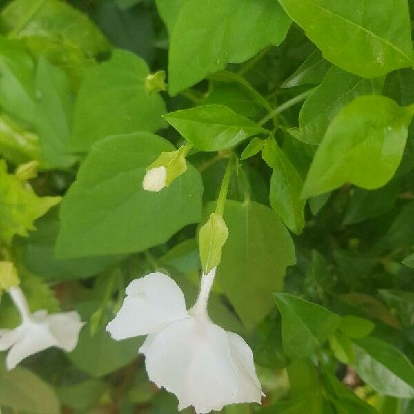 Thunbergia fragrans Blad