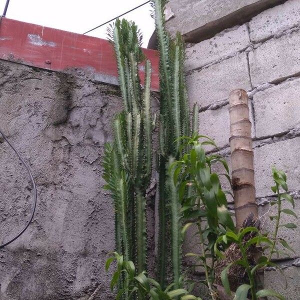 Euphorbia trigona Blad