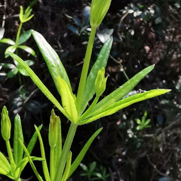 Rubia tinctorum Leaf