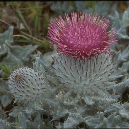 Cirsium occidentale Cvet