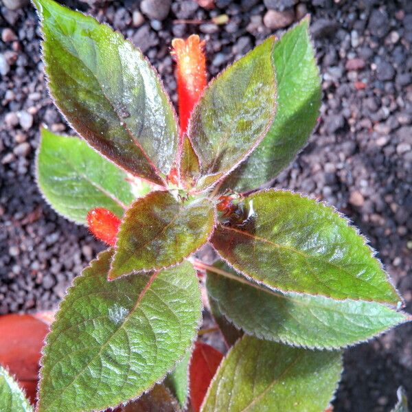 Kohleria hirsuta ഇല