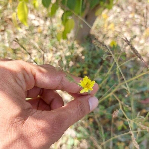 Launaea nudicaulis Flor