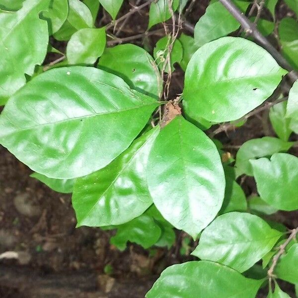 Pisonia aculeata Leaf