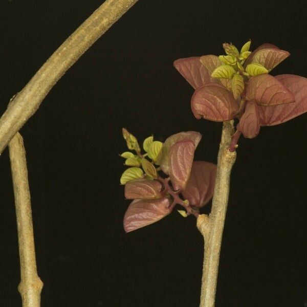 Ipomoea heptaphylla Flower