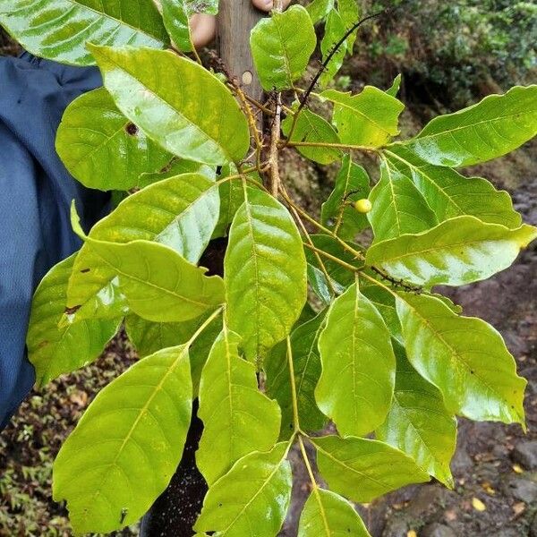 Heritiera littoralis Leaf