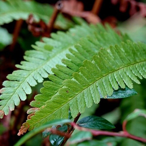 Dryopteris affinis Other