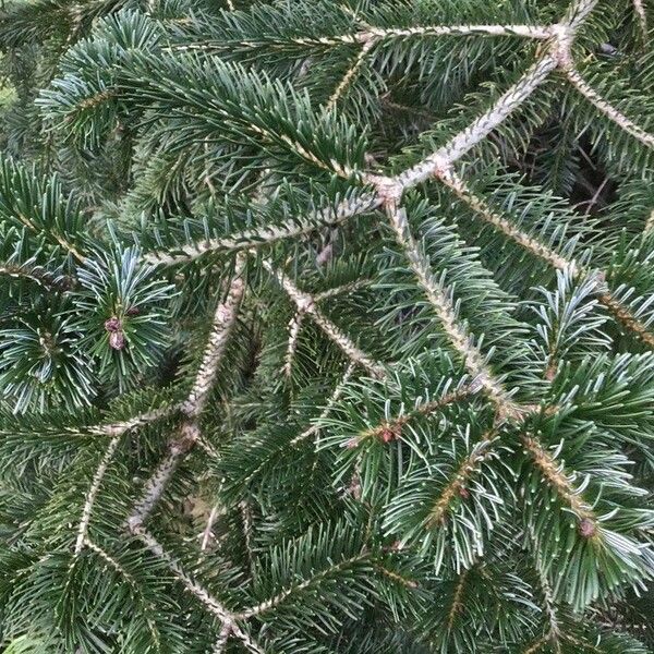 Abies magnifica Feuille