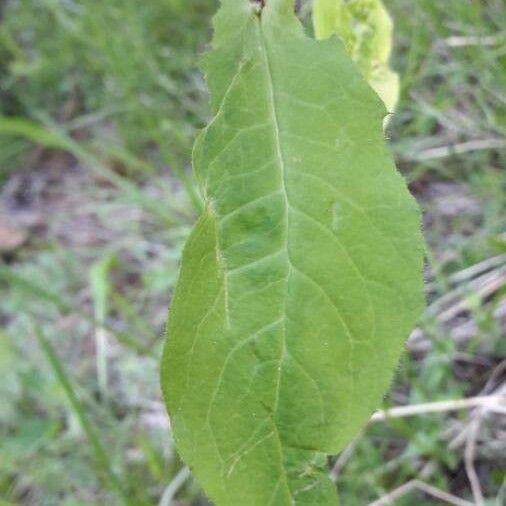 Hieracium prenanthoides পাতা