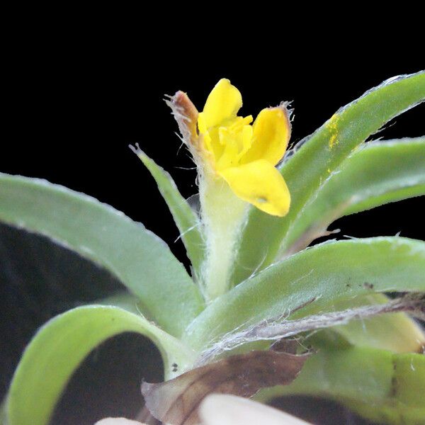 Hypoxis angustifolia Yeri