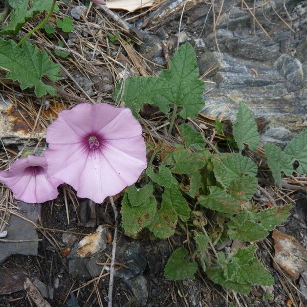 Convolvulus althaeoides Blomst