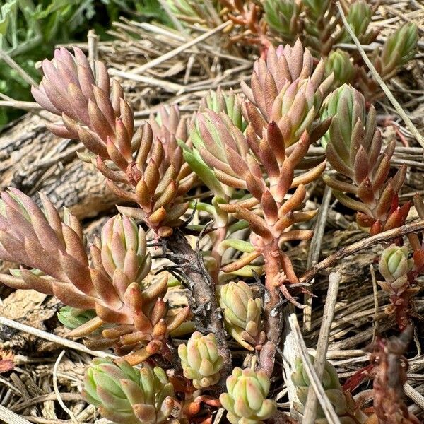 Sedum lanceolatum অভ্যাস