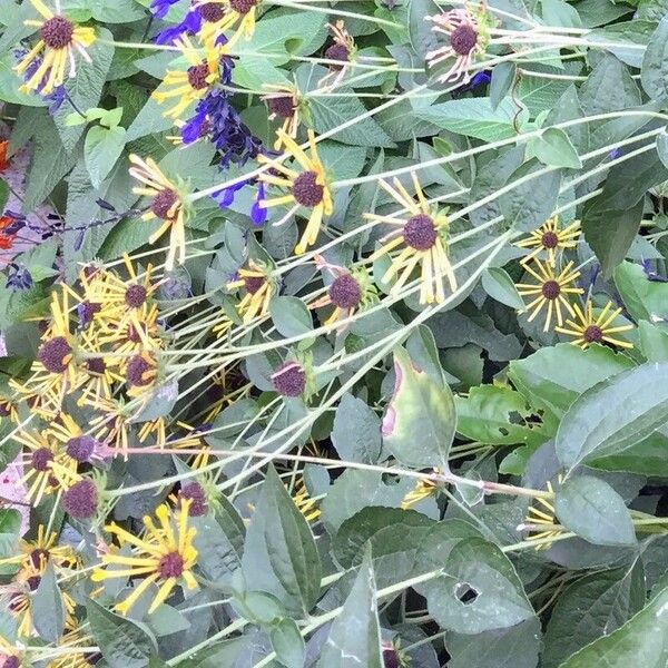 Rudbeckia subtomentosa Flower