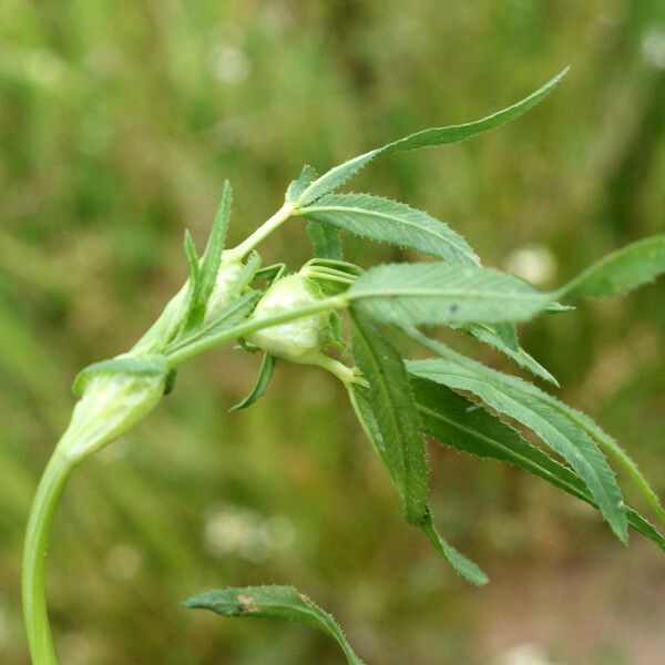 Trifolium strictum 葉