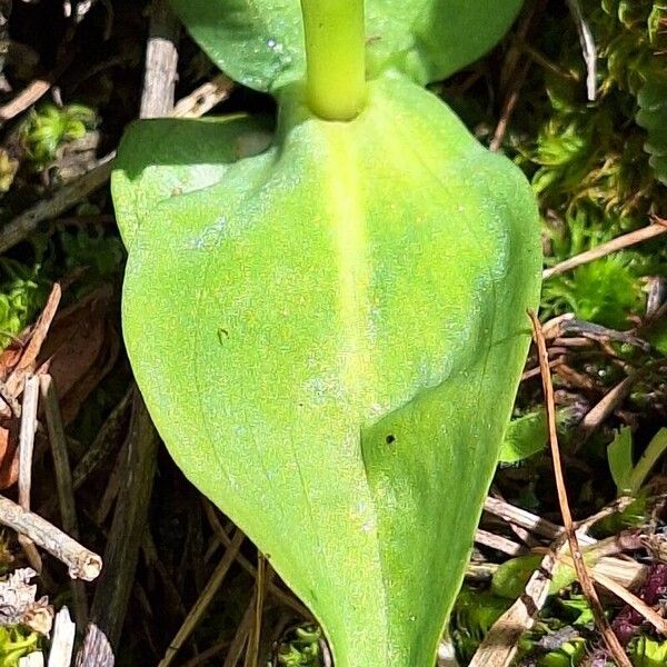 Dactylorhiza viridis Leaf