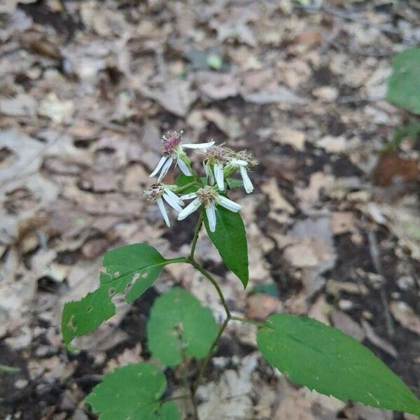 Eurybia macrophylla Õis