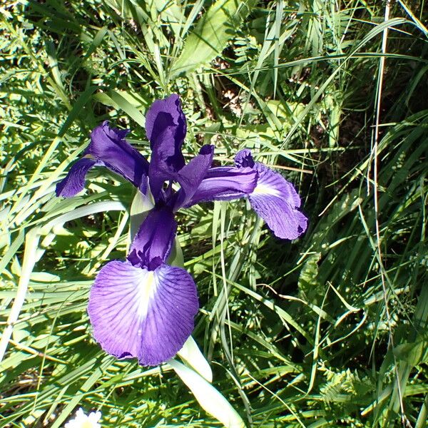 Iris latifolia Λουλούδι