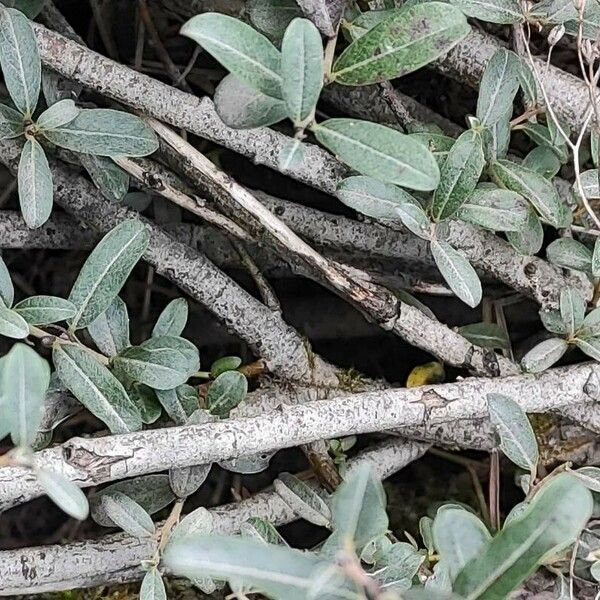 Salix glauca Bark