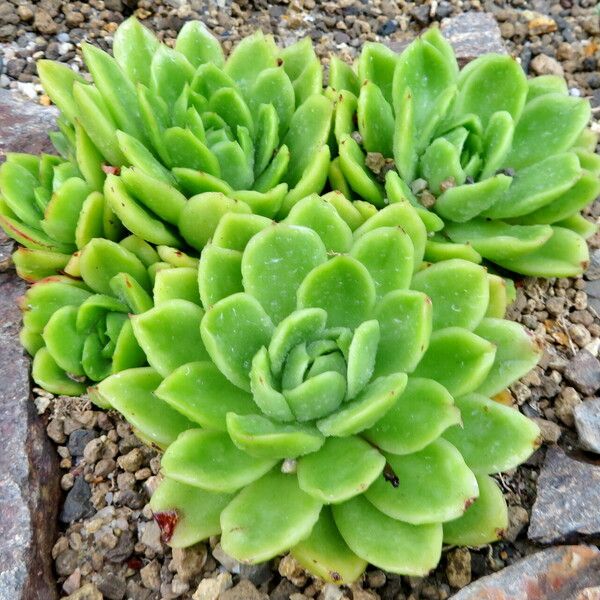 Echeveria × gilva Elinympäristö