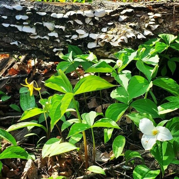 Trillium grandiflorum Flower