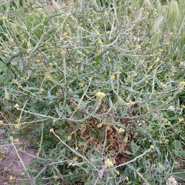 Sisymbrium officinale Habitus