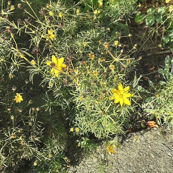 Coreopsis verticillata Flor